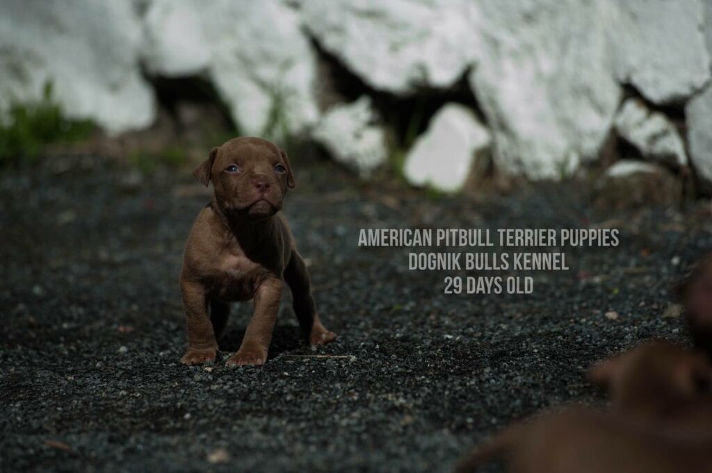 American pitbull terrier puppies for sale (3 fwmales and 1 male left for sale) off Dognik Bulls Cutiepie x Dognik Bulls Gangsta's Paradise. 3 weeks old. ADBA pedigree. Shipping worldwide from Europe