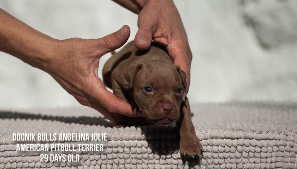 american pitbull terrier puppy Dognik Bulls Angelina Jolie for sale