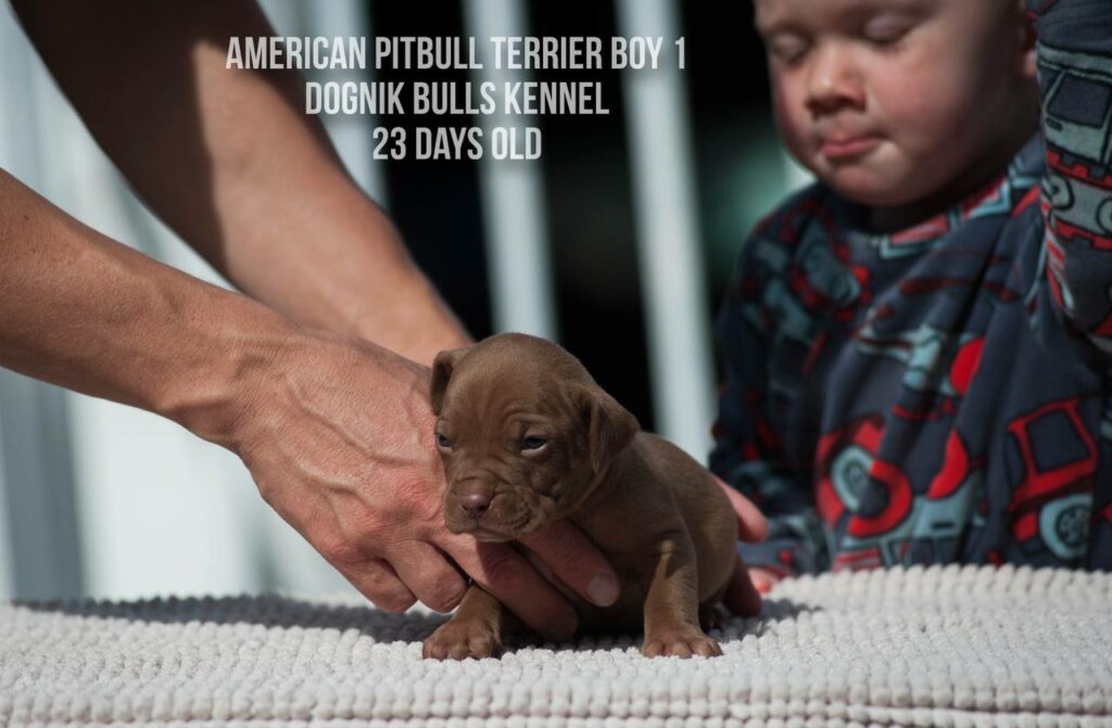 American pitbull terrier male for sale from Dognik Bulls kennel, Autumn 2026