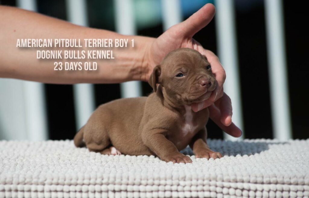 American pitbull terrier male for sale from Dognik Bulls kennel, Autumn 2026