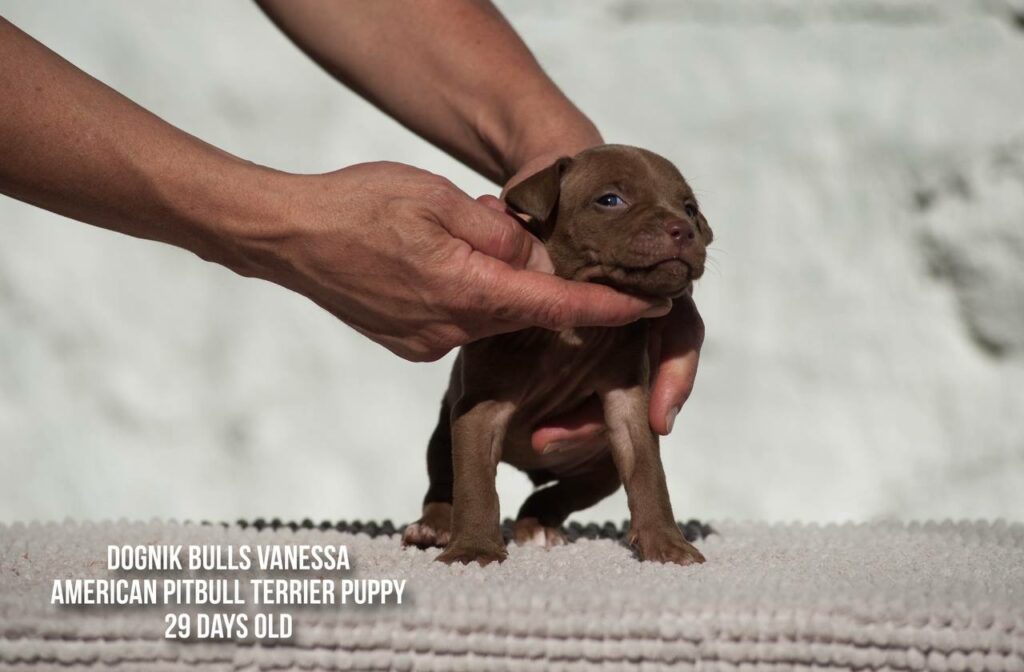 american pitbull terrier puppy Dognik Bulls Vanessa for sale