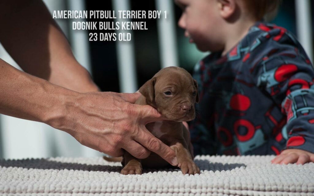 American pitbull terrier male for sale from Dognik Bulls kennel, Autumn 2026