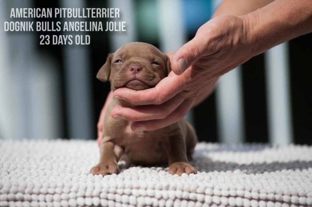 American pitbull terrier Dognik Bulls Angelina Jolie for sale