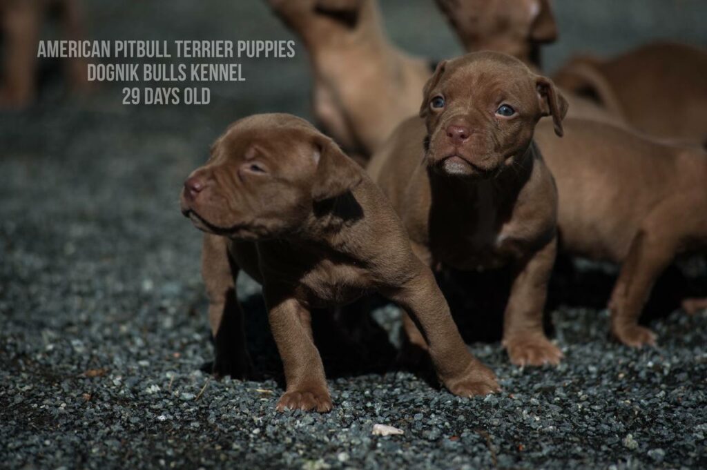American pitbull terrier puppies for sale (3 fwmales and 1 male left for sale) off Dognik Bulls Cutiepie x Dognik Bulls Gangsta's Paradise. 3 weeks old. ADBA pedigree. Shipping worldwide from Europe