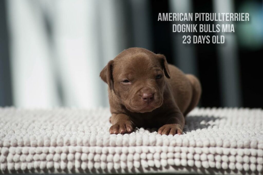 American pitbull terrier Dognik Bulls Mia for sale