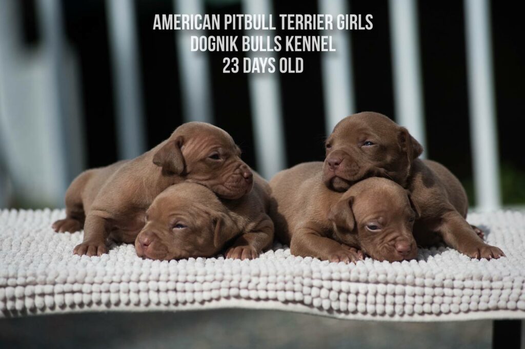 American pitbull terrier puppies for sale from Dognik Bulls kennel