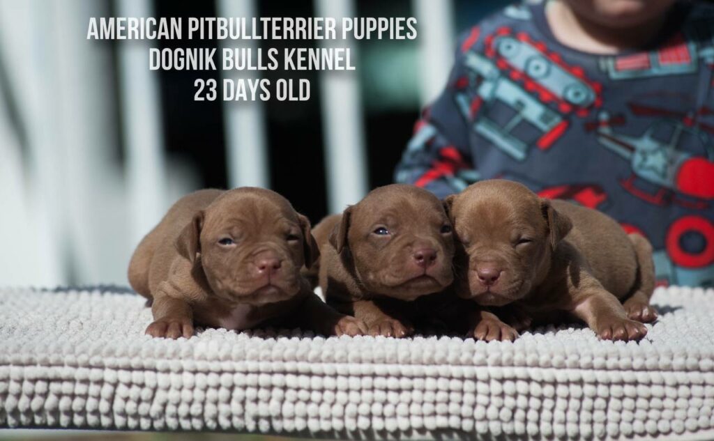 American pitbull terrier puppies males for sale. Breeding Dognik Bulls Cutiepie x Dognik Bulls Gangsta's Paradise