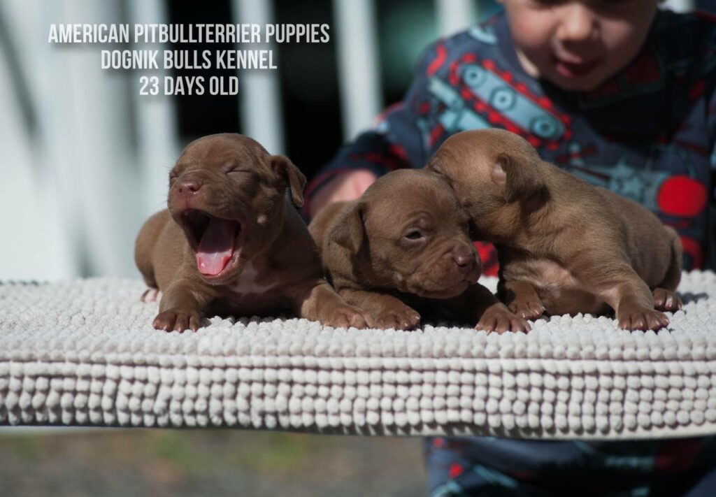 American pitbull terrier puppies males for sale. Breeding Dognik Bulls Cutiepie x Dognik Bulls Gangsta's Paradise