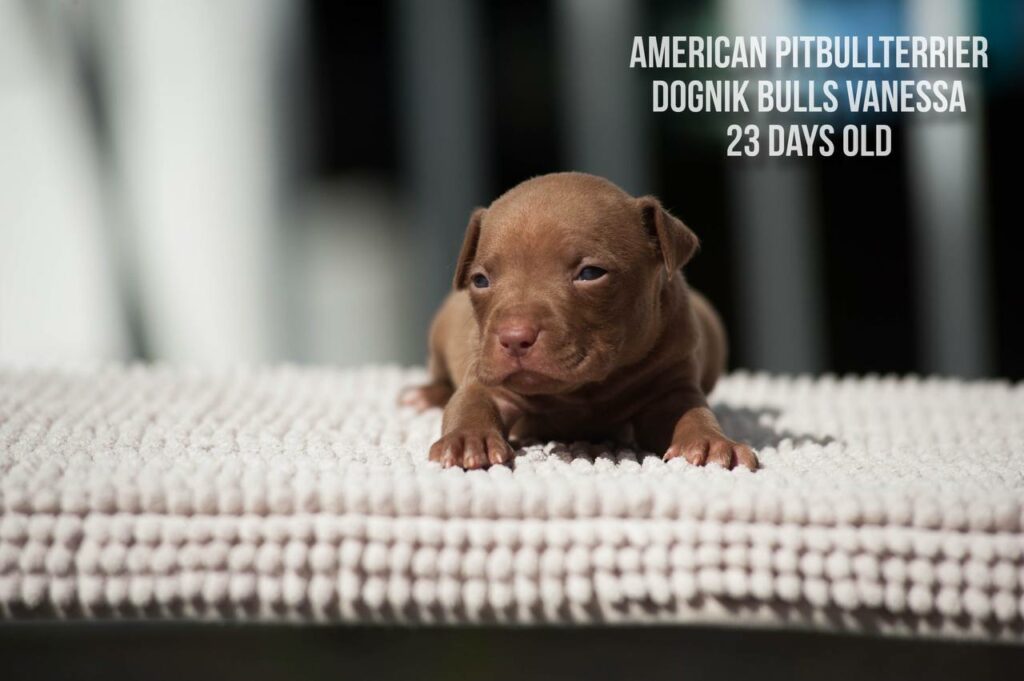 American pitbull terrier puppy for sale Dognik Bulls Vanessa