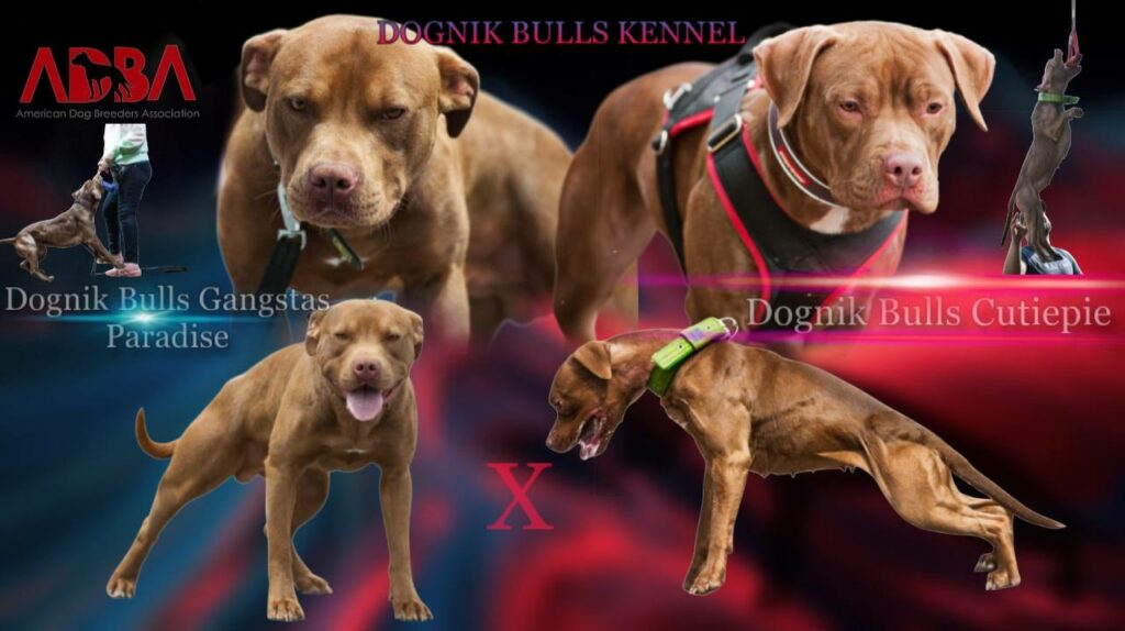 pitbull terrier puppies for sale