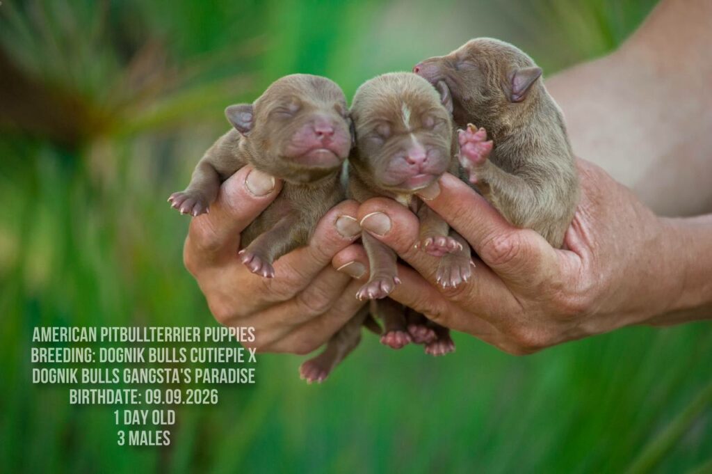 American pitbull terrier males for sale, Dognik Bulls kennel