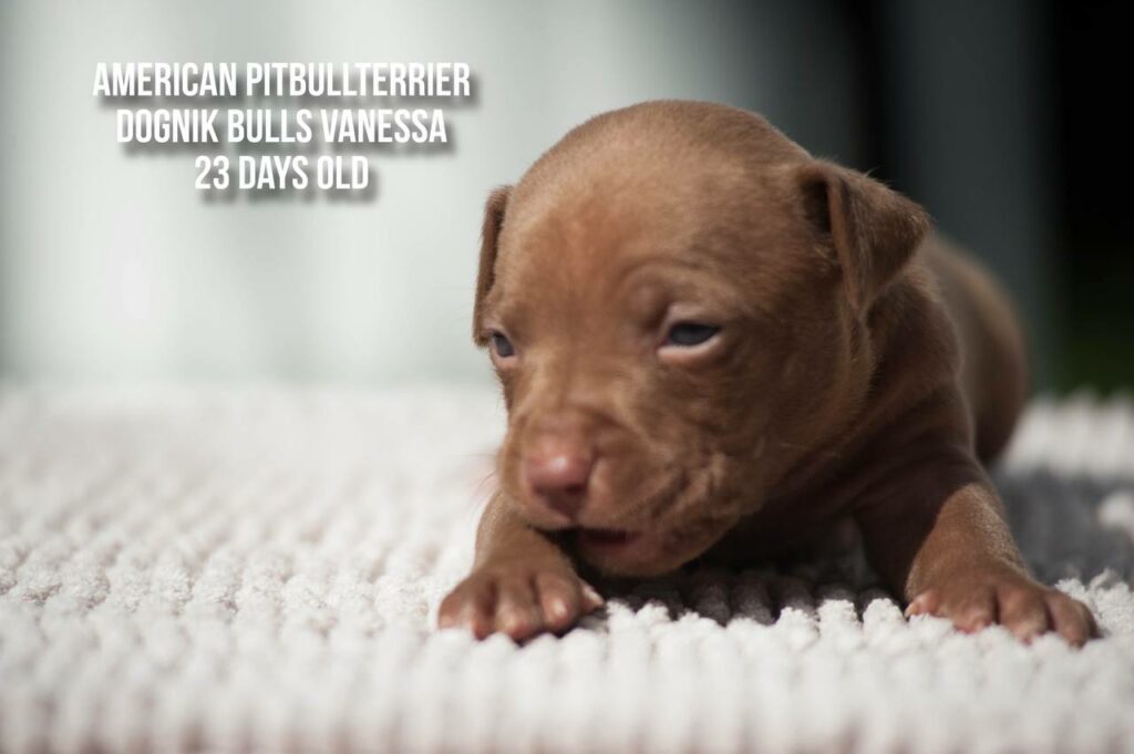 American pitbull terrier puppy for sale Dognik Bulls Vanessa
