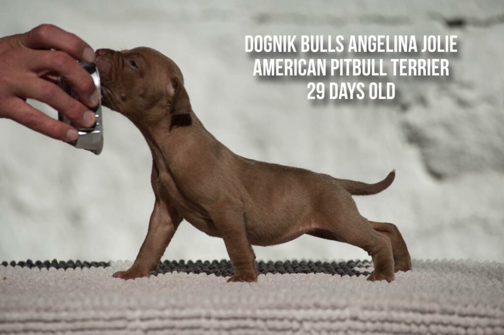 american pitbull terrier puppy Dognik Bulls Angelina Jolie for sale