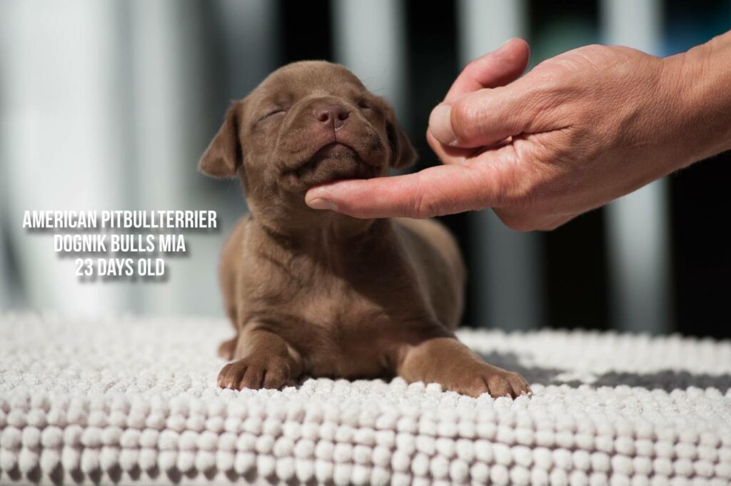 American pitbull terrier Dognik Bulls Mia for sale