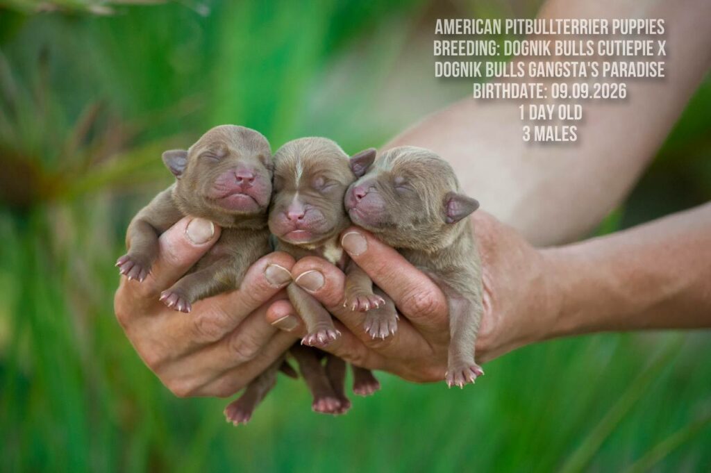 American pitbull terrier males for sale, Dognik Bulls kennel