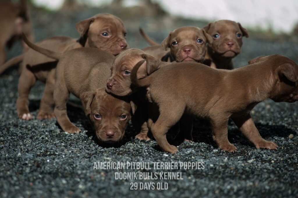 American pitbull terrier puppies for sale (3 fwmales and 1 male left for sale) off Dognik Bulls Cutiepie x Dognik Bulls Gangsta's Paradise. 3 weeks old. ADBA pedigree. Shipping worldwide from Europe