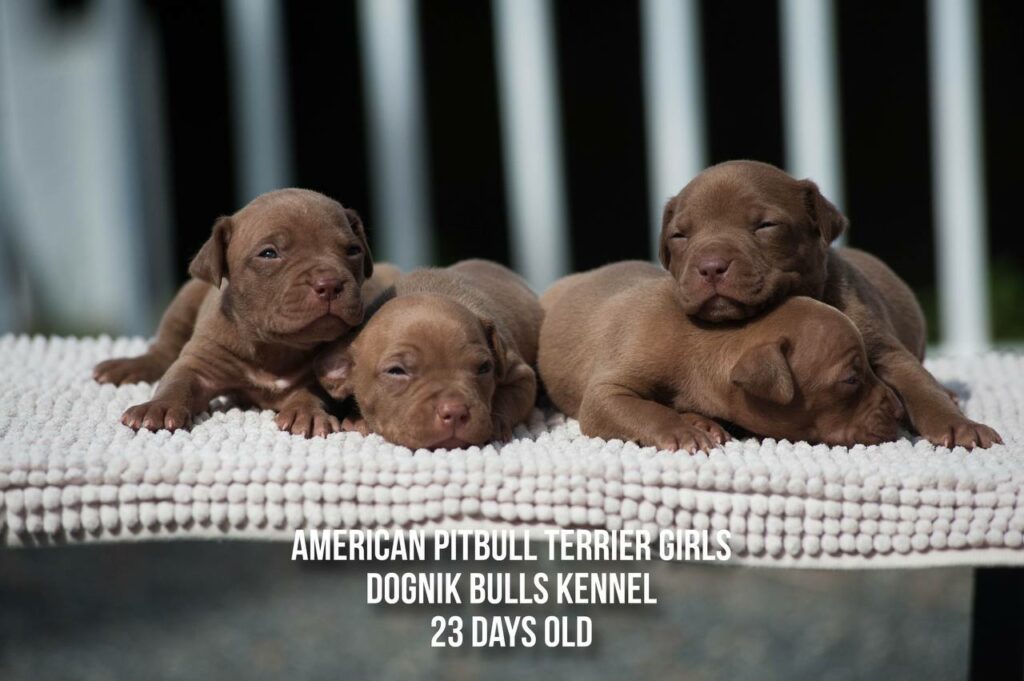 American pitbull terrier puppies for sale from Dognik Bulls kennel