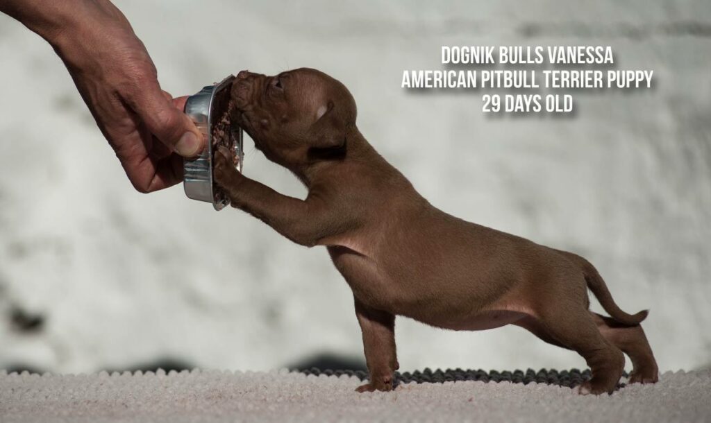 american pitbull terrier puppy Dognik Bulls Vanessa for sale