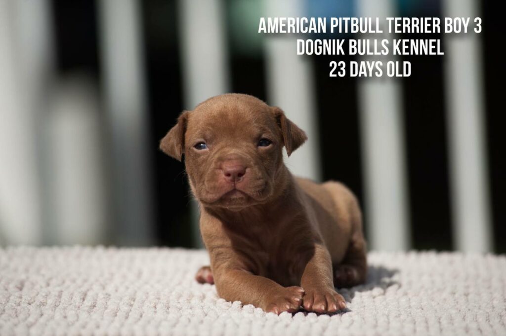 American pitbull terrier ADBA kennel Dognik Bulls