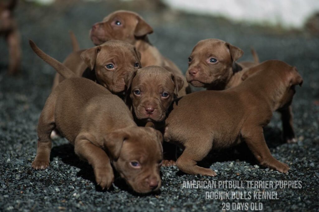 American pitbull terrier puppies for sale (3 fwmales and 1 male left for sale) off Dognik Bulls Cutiepie x Dognik Bulls Gangsta's Paradise. 3 weeks old. ADBA pedigree. Shipping worldwide from Europe