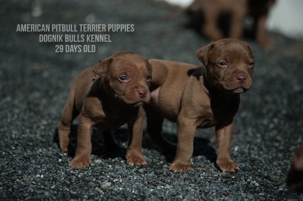 American pitbull terrier puppies for sale (3 fwmales and 1 male left for sale) off Dognik Bulls Cutiepie x Dognik Bulls Gangsta's Paradise. 3 weeks old. ADBA pedigree. Shipping worldwide from Europe