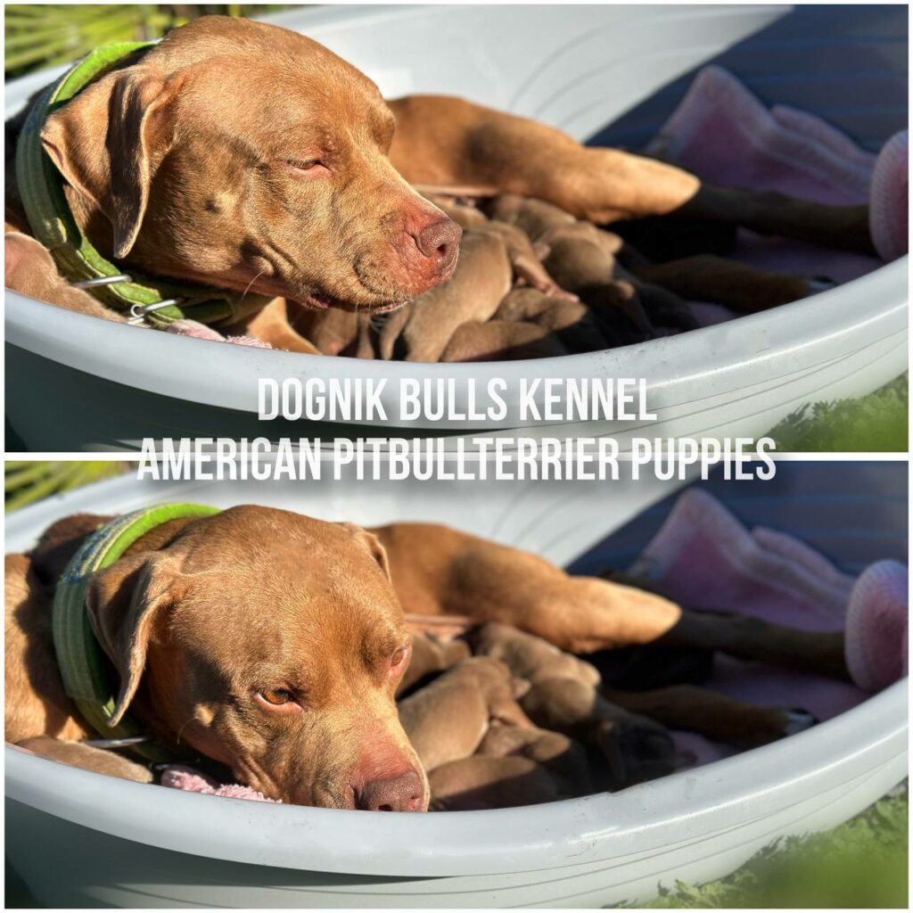american pitbull terrier puppies for sale Dognik Bulls kennel